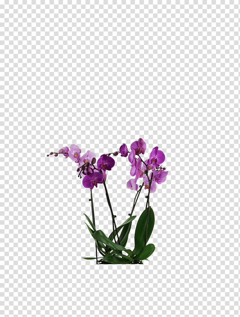 Pink Flower, Moth Orchids, Plants, Cut Flowers, Plant Stem, Herbaceous Plant, Kochtopf, Violet transparent background PNG clipart