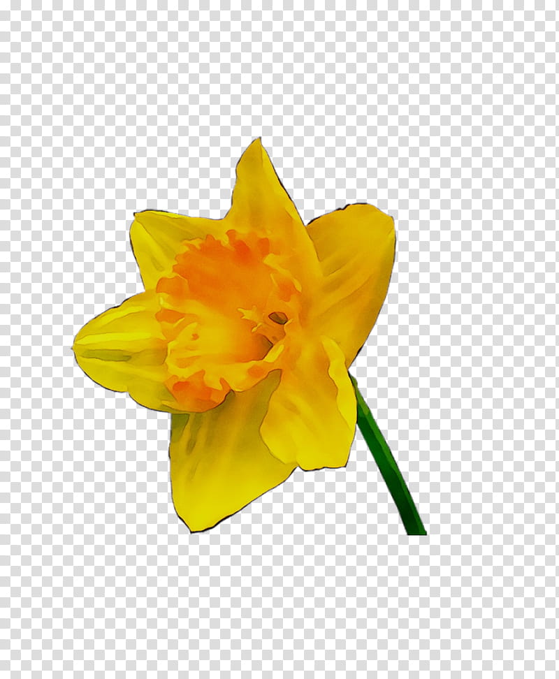 Orange Flower, Yellow, Narcissus, Petal, Plant, Amaryllis Family, Wildflower transparent background PNG clipart