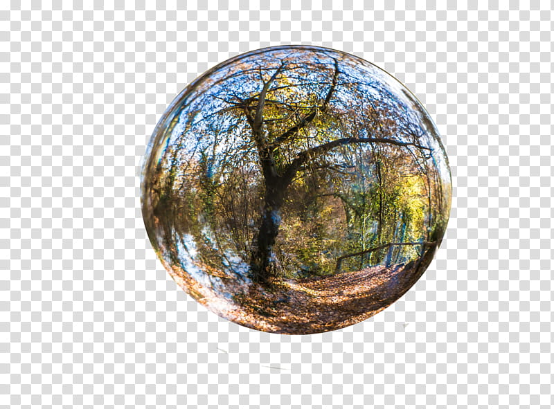 Nature, green leafed tree water globe transparent background PNG clipart