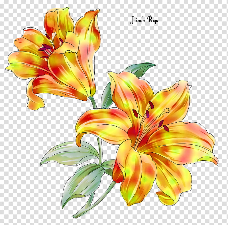 Watercolor Flower, Lily, Floral Design, Fleurdelis, Cut Flowers, Drawing, Watercolor Painting, Yellow transparent background PNG clipart