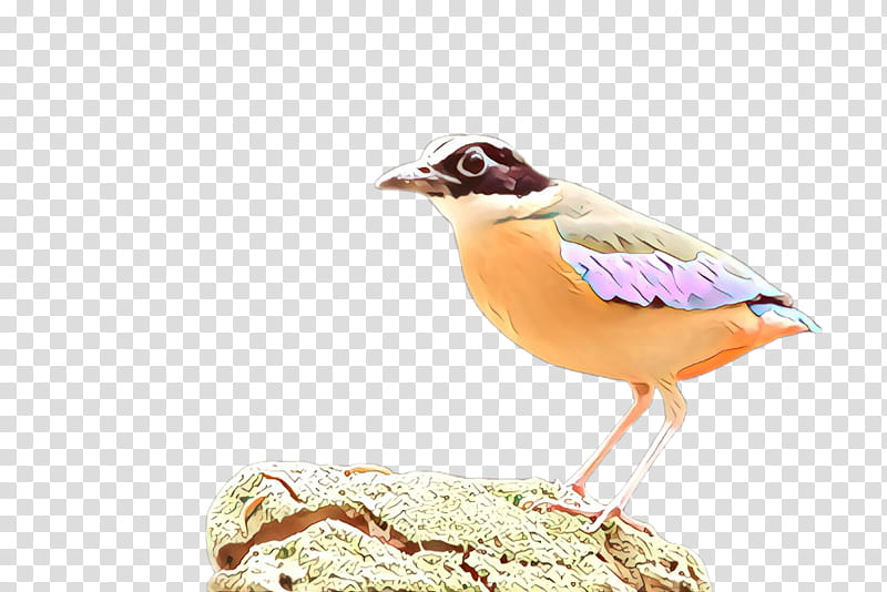 bird beak finch perching bird songbird, Cartoon, Sparrow transparent background PNG clipart