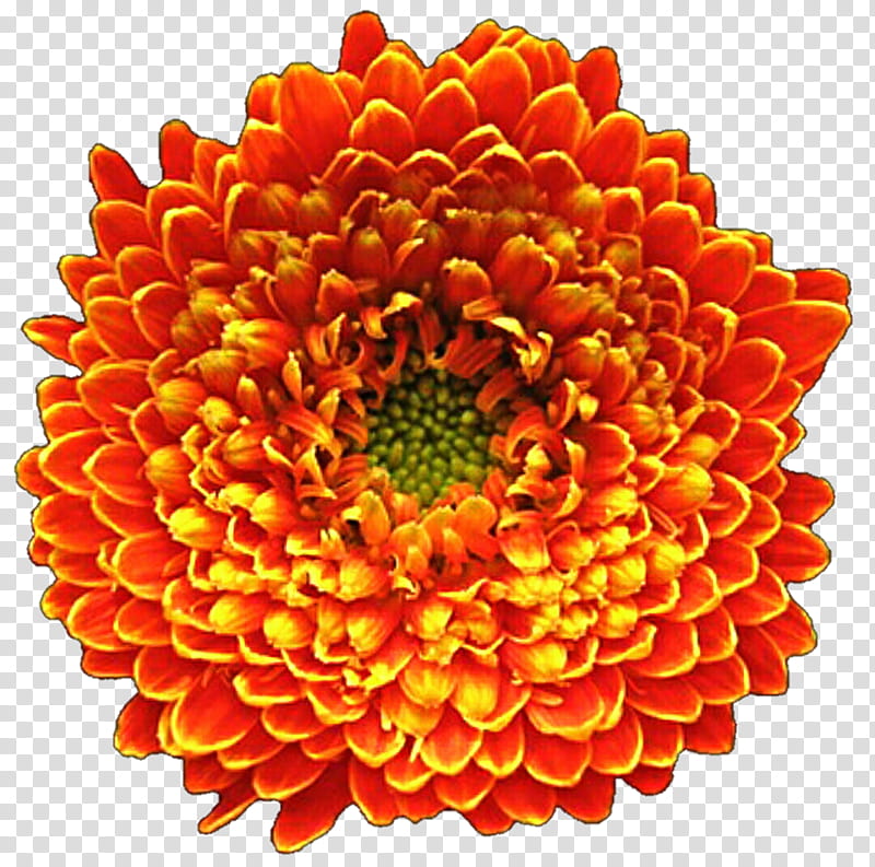 Orange Aster Daisy transparent background PNG clipart