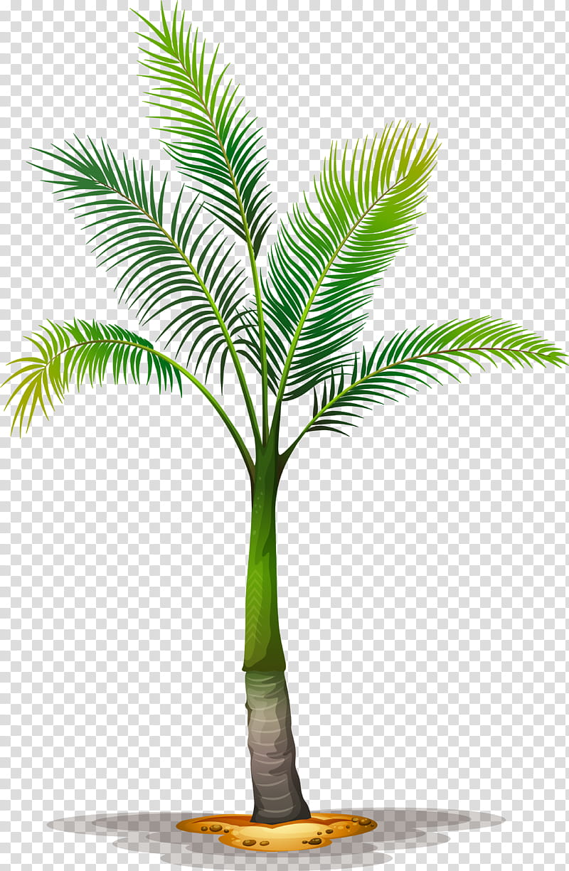 Date Tree Leaf, Palm Trees, Plant, Arecales, Terrestrial Plant, Woody Plant, Elaeis, Date Palm transparent background PNG clipart