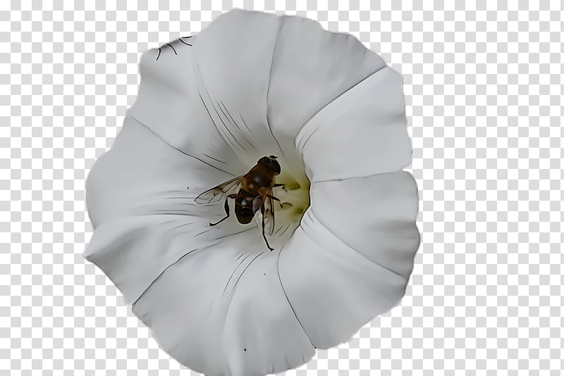 white petal datura flower insect, Plant, Bee, Morning Glory, Membranewinged Insect, Morning Glory Family transparent background PNG clipart