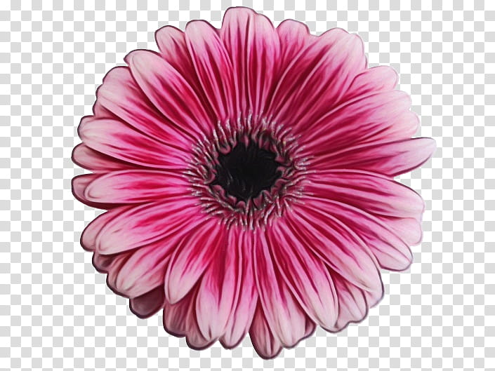 barberton daisy gerbera flower petal pink, Watercolor, Paint, Wet Ink, Plant, African Daisy, Cut Flowers, Daisy Family transparent background PNG clipart