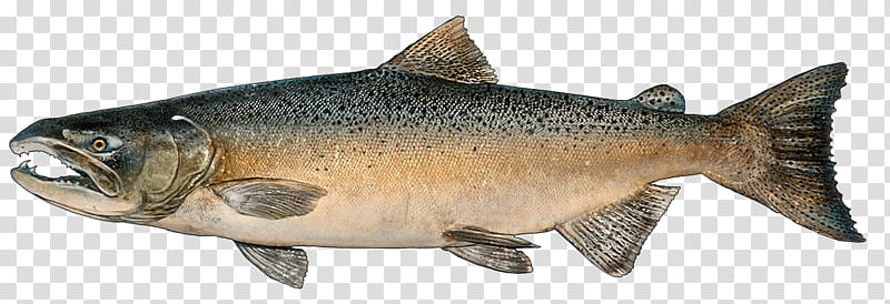 Fish, Salmon, Chinook Salmon, Atlantic Salmon, Trout, Coho Salmon, Brown Trout, Cutthroat Trout transparent background PNG clipart