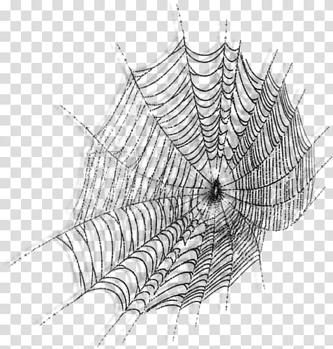 black spider web illustration transparent background PNG clipart