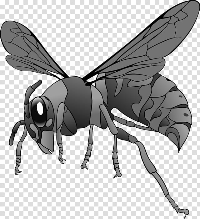 Honey, Hornet, Bee, Western Honey Bee, Wasp, Drawing, Insect, Black And White transparent background PNG clipart