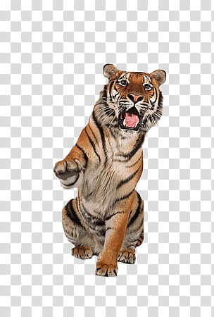 tiger, adult tiger transparent background PNG clipart