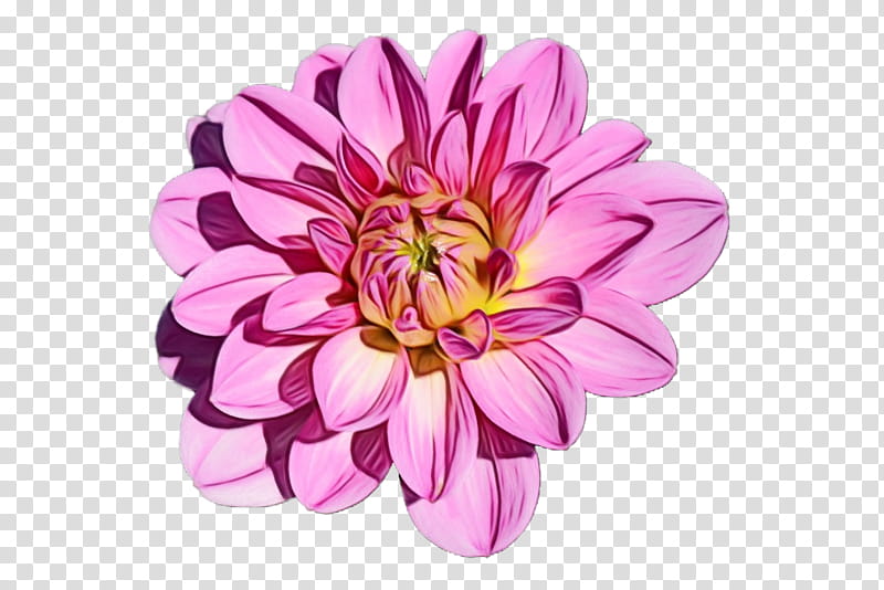 Watercolor Pink Flowers, Paint, Wet Ink, Morning, Dahlia, Rose, , Wednesday transparent background PNG clipart