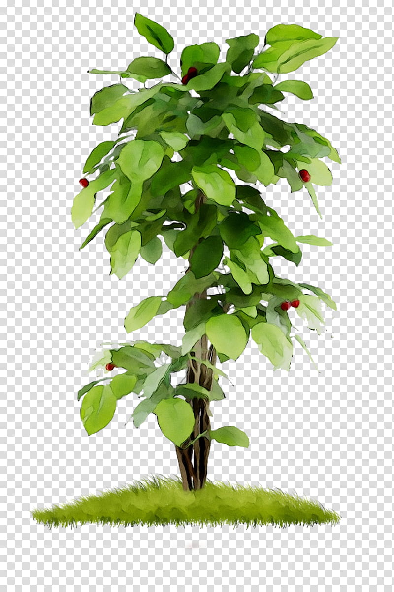Family Tree, Hydroponics, Flowerpot, Horticulture, Agriculture, Soil, Crop, Drainage transparent background PNG clipart