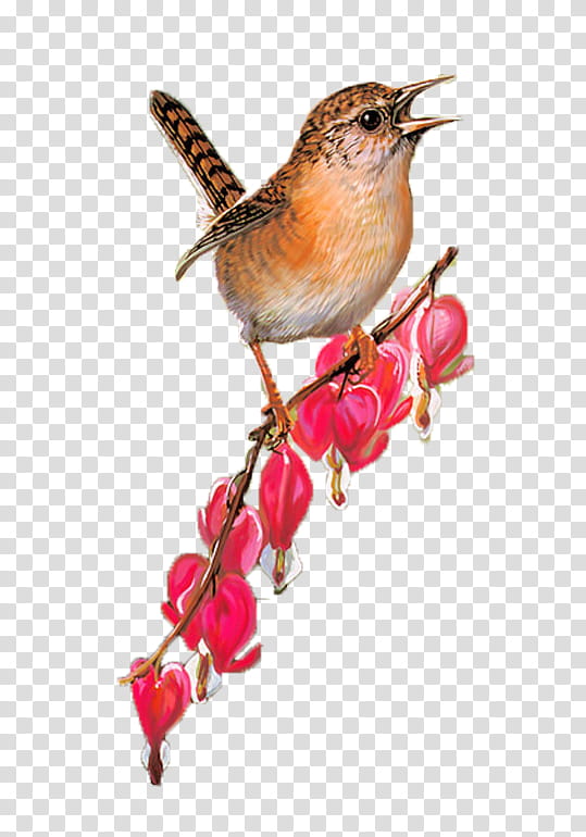 Birds and Flowers s, brown and black bird art transparent background PNG clipart