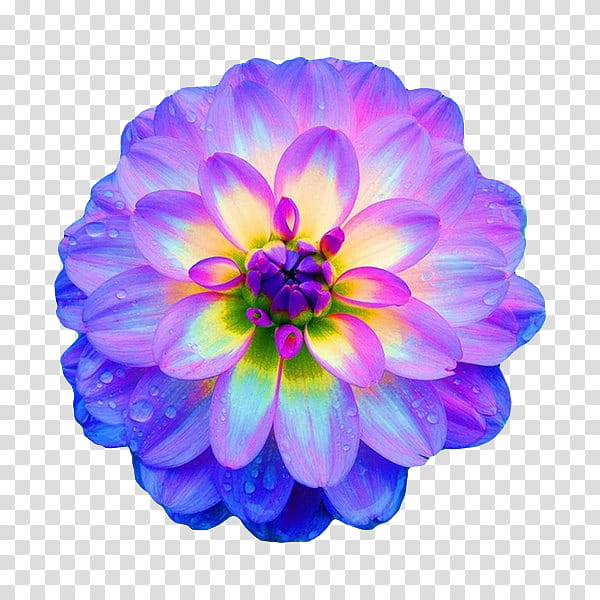 flower power s, purple and yellow dahlia flower art transparent background PNG clipart