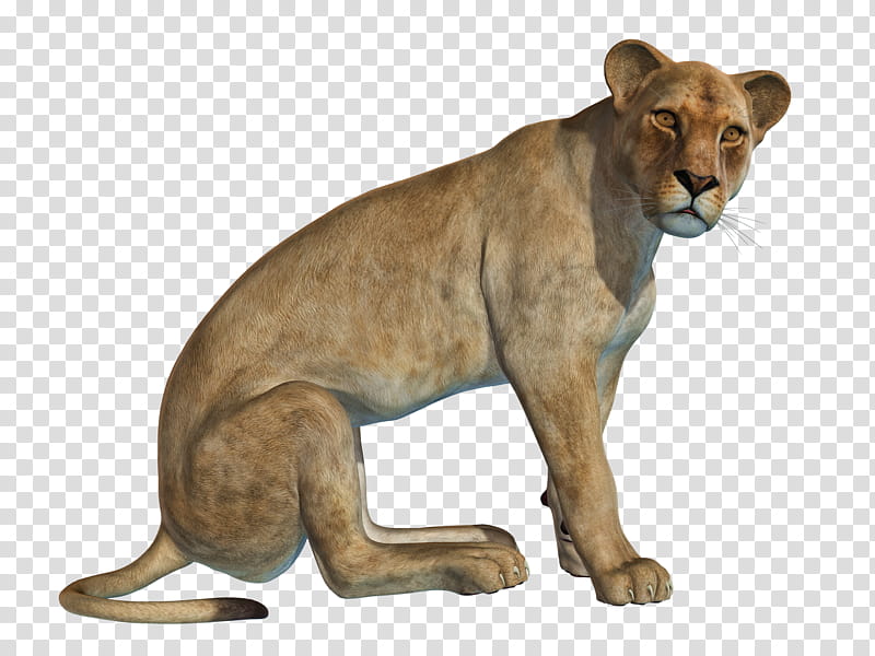 Lioness , tan and white American Pit Bull Terrier puppy transparent background PNG clipart