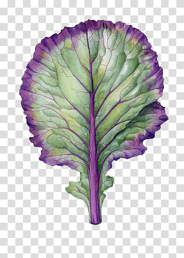green and purple leaf close-up transparent background PNG clipart