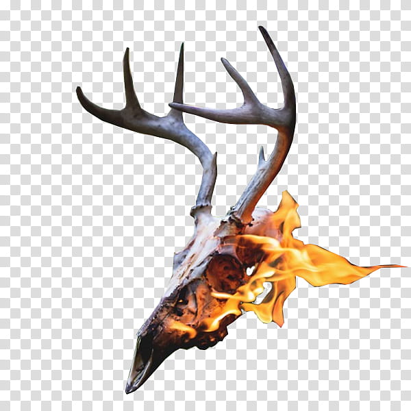, deer horn illustration transparent background PNG clipart