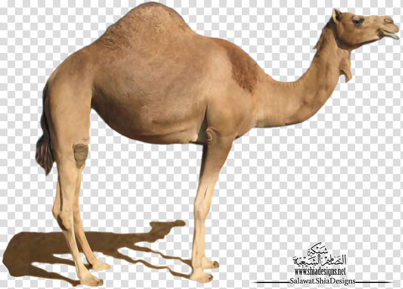 Camel  P N G, brown camel transparent background PNG clipart