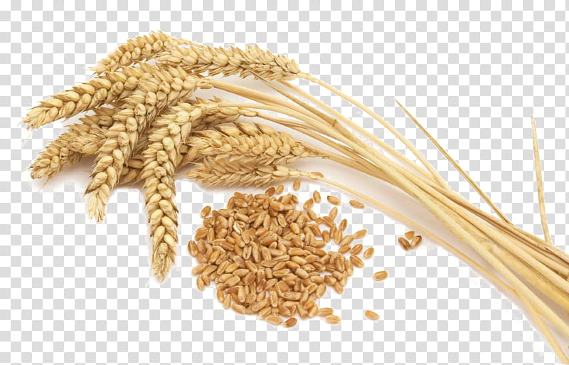 Wheat, Khorasan Wheat, Grain, Cereal, Whole Grain, Gluten, Grain Quality, Barley, Wheat Flour, Cereal Germ transparent background PNG clipart