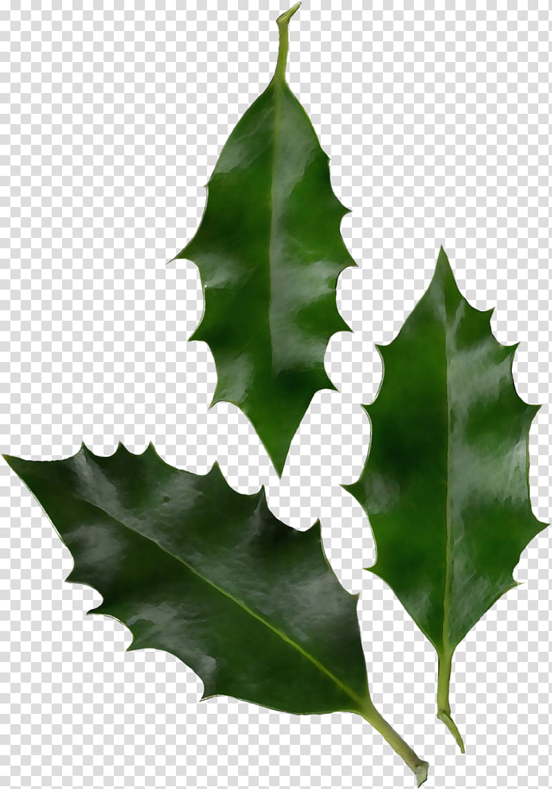 Oak Tree Leaf, Common Holly, American Holly, Plants, Christmas Day, Plant Stem, Aquifoliales, Aquifoliaceae transparent background PNG clipart