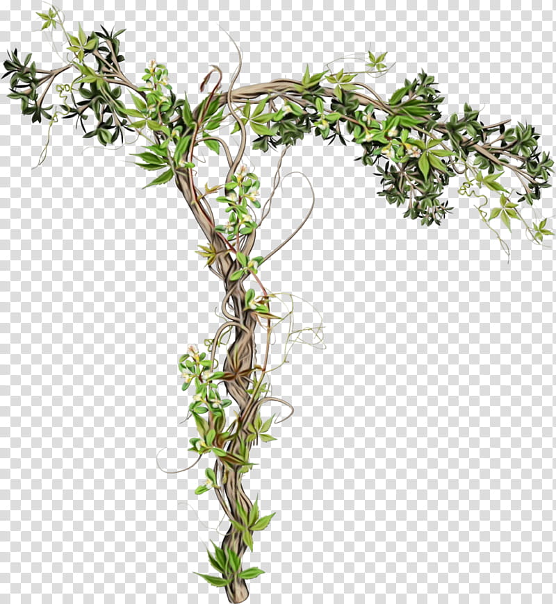 Ivy, Watercolor, Paint, Wet Ink, Flower, Flowering Plant, Branch, Breckland Thyme transparent background PNG clipart