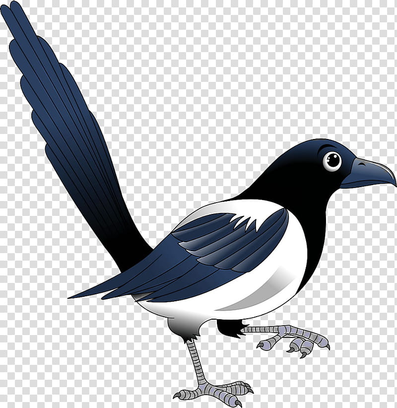 bird black billed magpie beak eurasian magpie magpie, Songbird, Crowlike Bird, Perching Bird transparent background PNG clipart