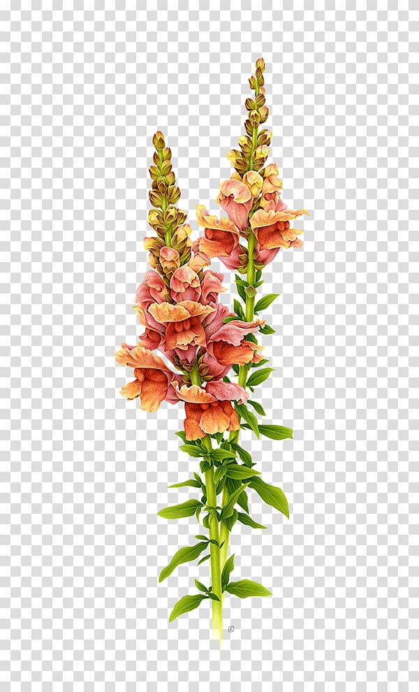 , pink-and-yellow snapdragon flowers illustration transparent background PNG clipart