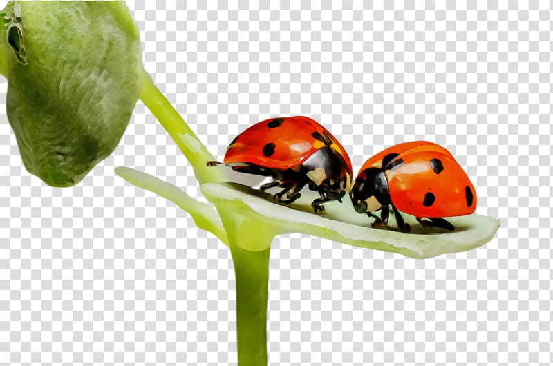 Ladybug, Watercolor, Paint, Wet Ink, Insect, Beetle, Leaf Beetle, Macro transparent background PNG clipart