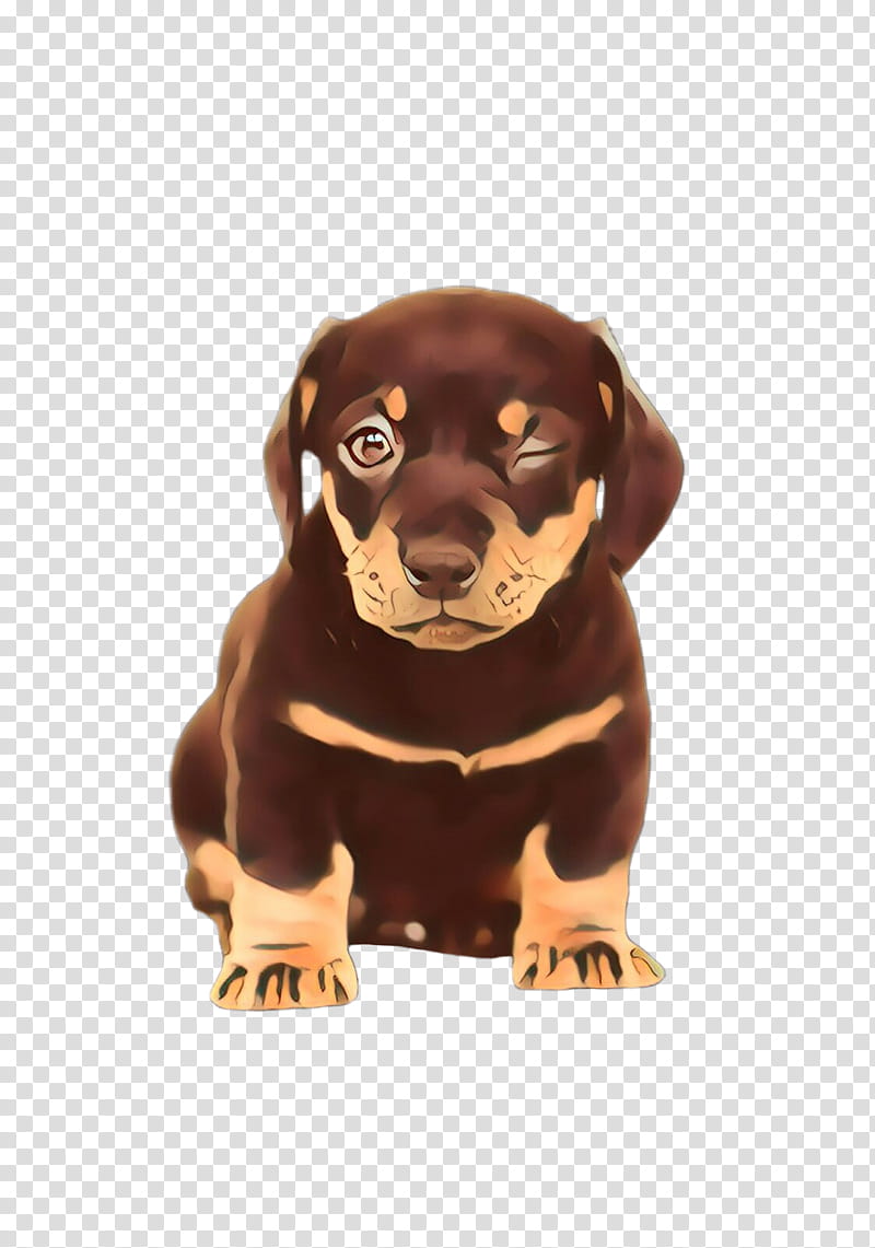 Cute, Cute Dog, Pet, Animal, Dog Breed, Dachshund, Puppy, Crossbreed transparent background PNG clipart