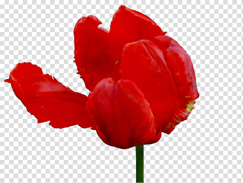 Lily Flower, Tulip, Herbaceous Plant, Plant Stem, Poppy Family, Plants, Red, Petal transparent background PNG clipart