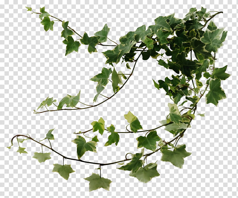 Drawing Of Family, Common Ivy, Vine, Hedera Hibernica, Devils Ivy, Plants, Araliaceae, Leaf transparent background PNG clipart