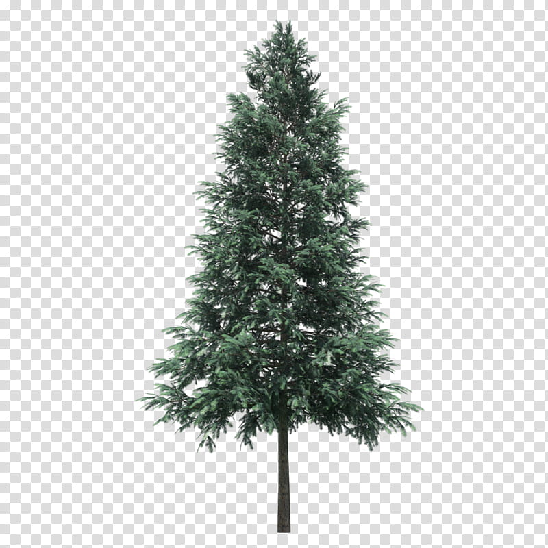 Christmas Tree Branch, Artificial Christmas Tree, Christmas Day, Prelit Tree, Conifer Cone, Pine, Christmas Ornament, Spruce transparent background PNG clipart