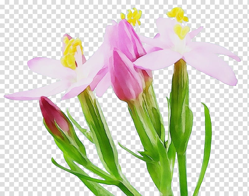 flower flowering plant plant petal cut flowers, Watercolor, Paint, Wet Ink, Pedicel, Iris, Siberian Fawn Lily, Plant Stem transparent background PNG clipart