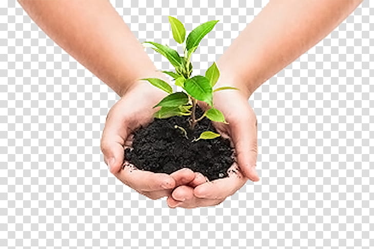 Tree, Plants, Hand, Flowerpot, Soil transparent background PNG clipart