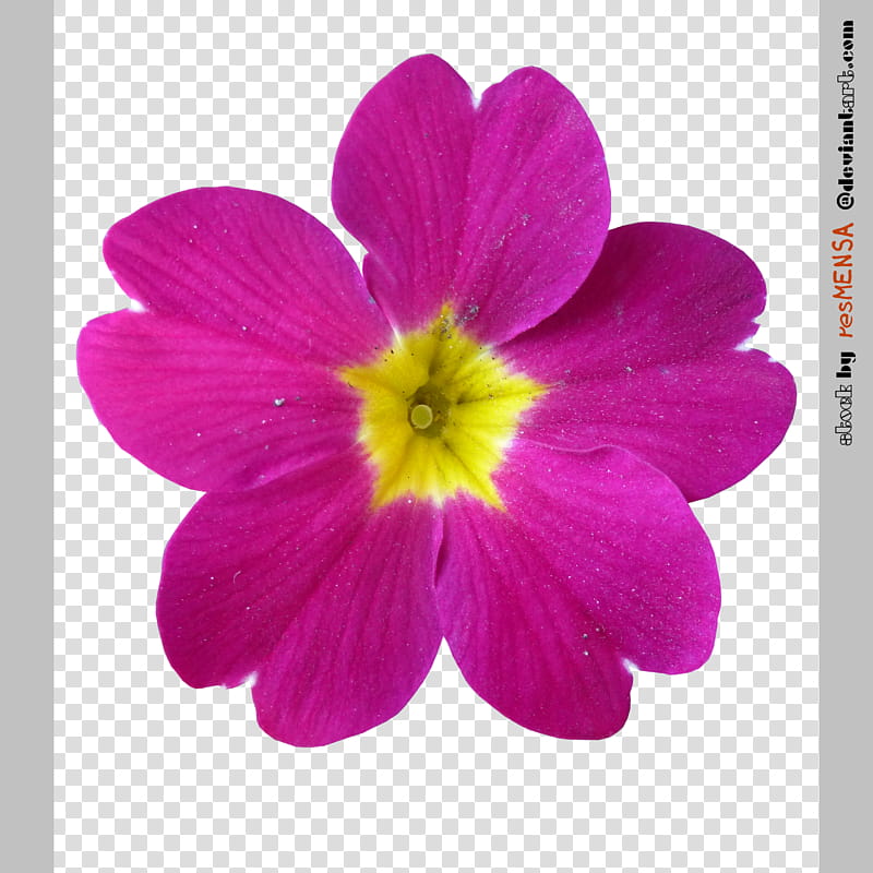 Primula mix , pink and yellow petaled flower transparent background PNG clipart