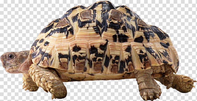 Pond, Turtle, Web Design, Tortoise, Reptile, Desert Tortoise, Pond Turtle, Box Turtle transparent background PNG clipart