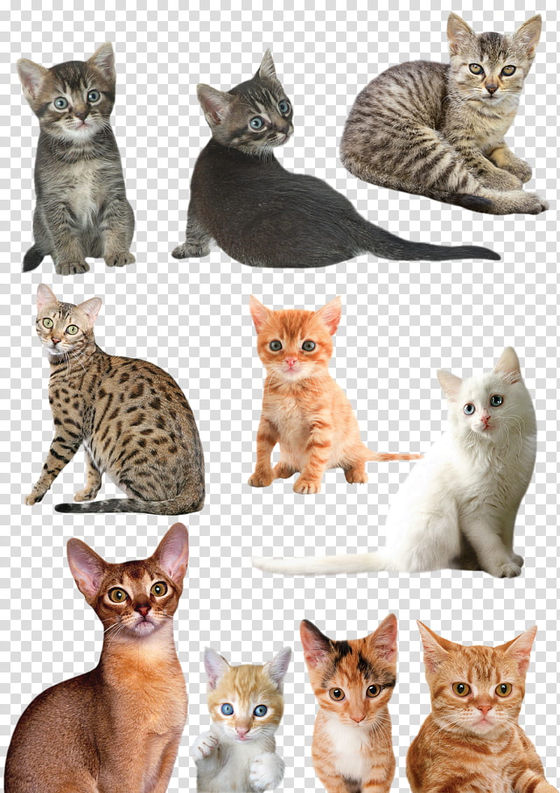 Cats and Kittens, group of cats transparent background PNG clipart