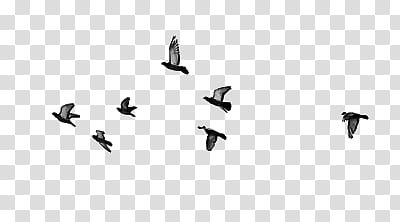 BLACK RESOURCES, flock of flying pigeons illustration transparent background PNG clipart