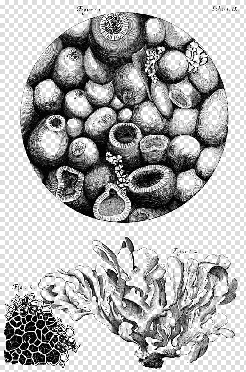 Tree Of Life, Micrographia, Microscope, Cell, Discovery, Cell Theory, History, Magnifying Glass transparent background PNG clipart