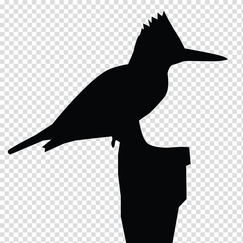 Birds Silhouette, Kingfisher, Belted Kingfisher, All About Birds