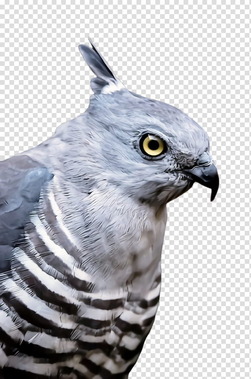 bird beak bird of prey cooper's hawk hawk, Coopers Hawk, Falconiformes, Peregrine Falcon, Wildlife transparent background PNG clipart