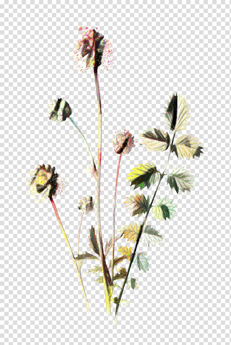 Flowers, Petal, Plants, Flora, Plant Stem, Edelweiss, Cut Flowers, Rhododendron transparent background PNG clipart