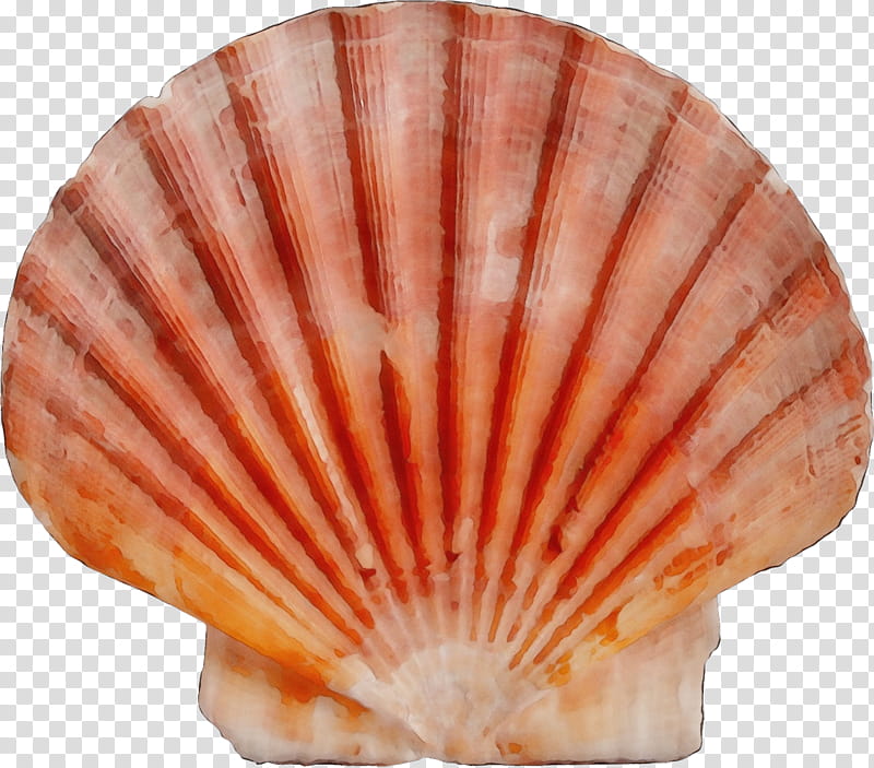 shell scallop bivalve cockle shellfish, Watercolor, Paint, Wet Ink, Clam, Seafood, Natural Material transparent background PNG clipart
