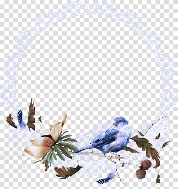 bluebird songbird plant perching bird bird, Colorado Spruce transparent background PNG clipart