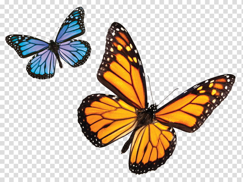 Monarch Butterfly, Monarch Butterfly Biosphere Reserve, Insect, Menelaus Blue Morpho, Plain Tiger, Milkweed, Brushfooted Butterflies, Milkweed Butterflies transparent background PNG clipart