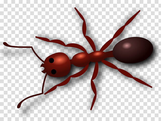 Spider, Ant, Insect, Fire Ant, Pest, Carpenter Ant, Termite, Parasite transparent background PNG clipart