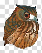Buhos TrendyLife, brown owl transparent background PNG clipart