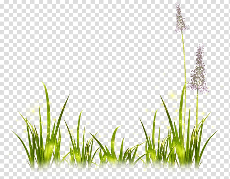 Family Tree, Lavender, Painting, Treelet, Blog, Grass, Plant, Grass Family transparent background PNG clipart