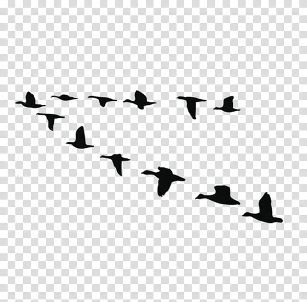 Bird Silhouette, Goose, Duck, Cygnini, Drawing, Canada Goose, Logo, Waterfowl Hunting transparent background PNG clipart