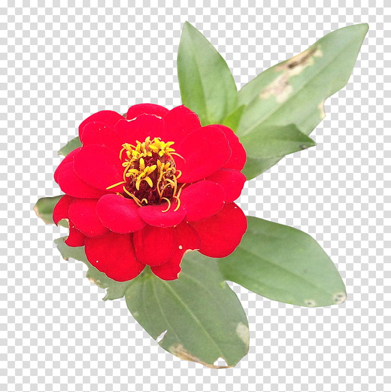 Flowers, red Zinnia flower in bloom transparent background PNG clipart