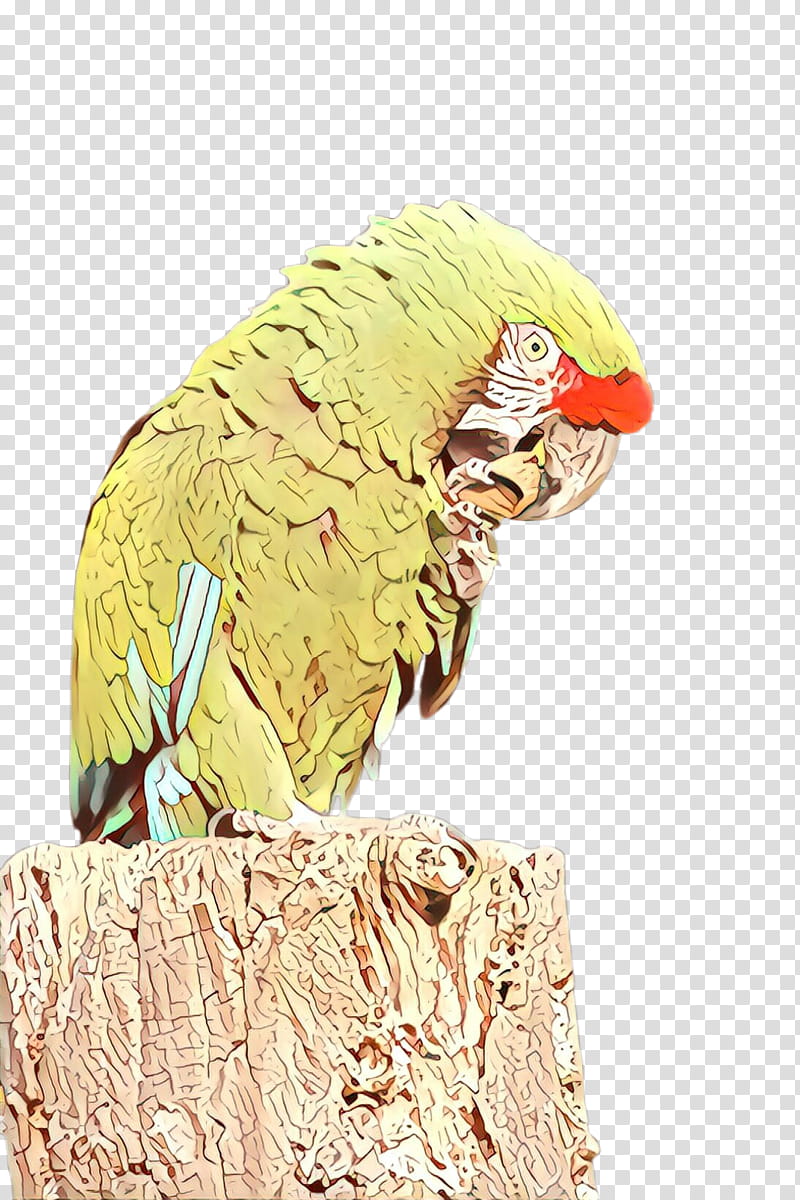 bird parrot parakeet beak macaw, Bird Supply transparent background PNG clipart